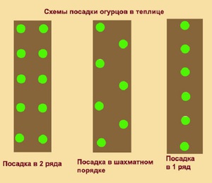 Посадка огурцов семенами