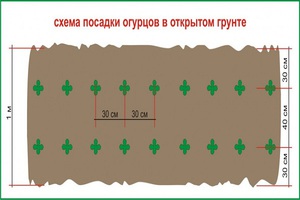 Выращивание огурцов в открытом грунте