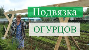 Як потрібно підв'язувати огірки на відкритому грунті, в теплиці і парнику