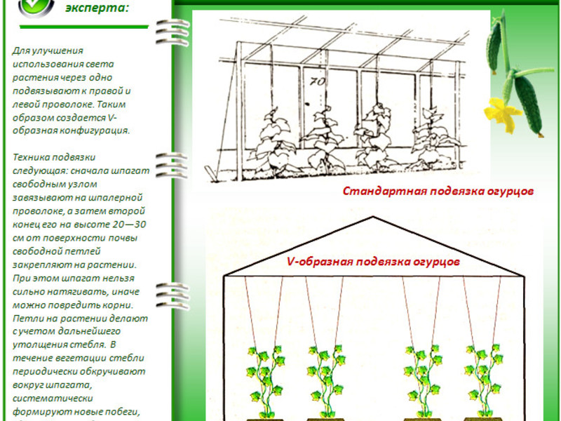 Способы подвязки огурцов растущих в теплице