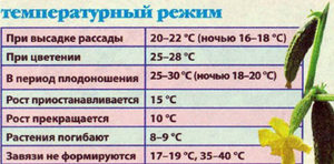 Как высадить помидоры в теплице