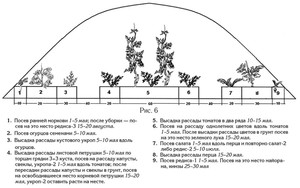 Посадка томатов в теплицу