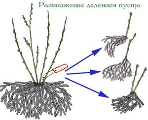 Размножение делением куста