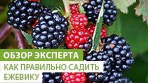 Как правильно выращивать ежевику