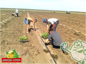 Как собирать урожай арбузов