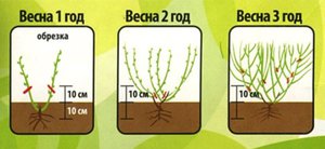 Посадка голубики осенью