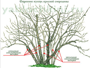 Смородина - как посадить  