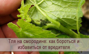 Які заходи дозволяють позбутися від попелиці на смородині: кращі народні засоби боротьби з шкідником