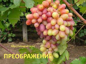 Сорт винограду Преображення: Походження, опис, особливості посадки і правила догляду