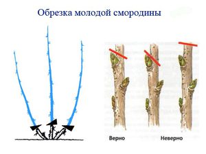 Омолаживаем куст