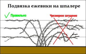 При подвязывании к шпалере плетистых сортов ежевики важно избегать загущения