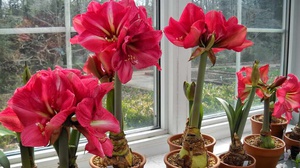 Амариллис (Amaryllis): уход за цветком