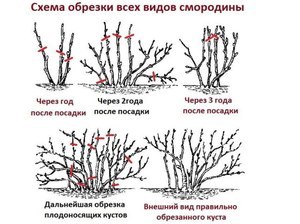 Обрезка черной смородины в зависимости от возраста куста