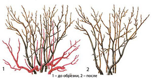 Обрезка смородины весной 