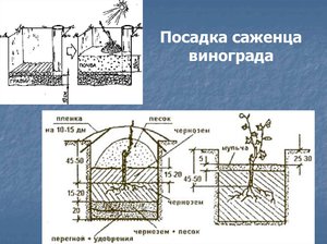 Высадка винограда в грунт весной