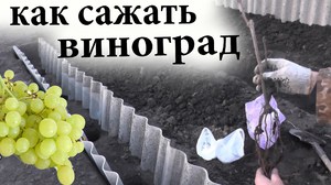 Посадка винограда черенками 