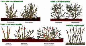 Как обрезается крыжовник