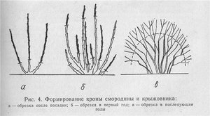 Правила обрезки крыжовника