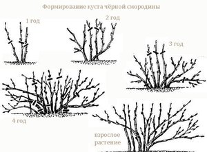 Уход а сомродиной