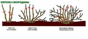 Как правильно обрезать смородину