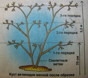 Как вырастить актинидию