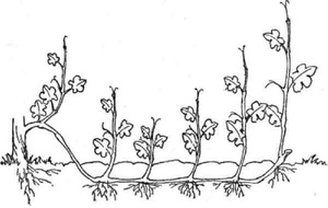 Девичий виноград - размножение отводками