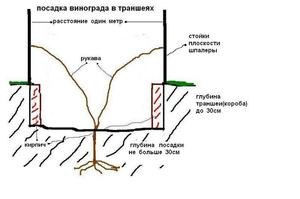 Как поливать виноград