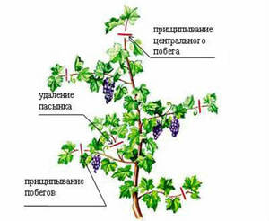 Формирование куста винограда