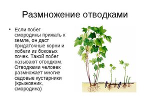 Какие вредители у крыжовника