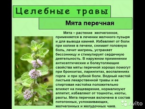 Перцева м'ята: цілющі властивості, застосування в народній і традиційній медицині, збір і заготівля сировини