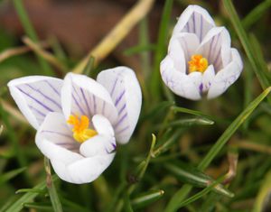 Крокус хорошенький (Crocus pulchellus)