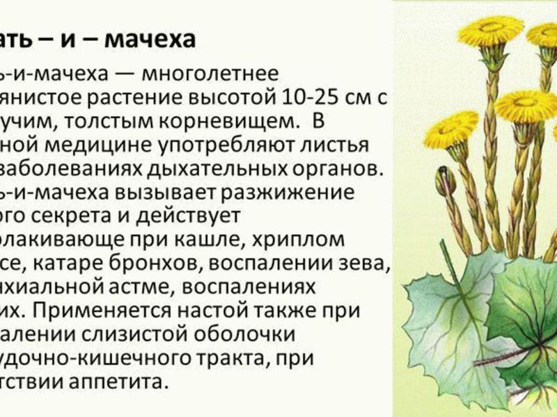 Особенности мать-и-мачехи