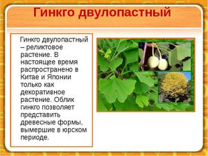 Гінкго дволопатевий: опис, Географія та історія рослини, застосування препаратів