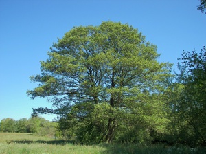 Вільха чорна або клейка (Alnus glutinosa) — опис, корисні і лікувальні властивості, застосування