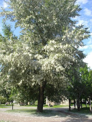 Бальзамический тополь