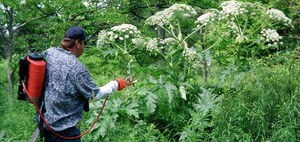 Борьба с сорняками на дачном участкее 