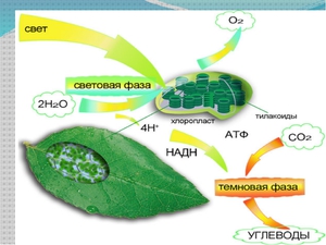 Фотосинтез: поняття, де відбувається фотосинтез виникнення і суть, фази процесу