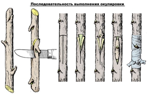 Окулировка плодовых