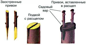 Прививка в ращеп