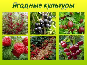 Ягодные культуры