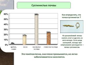 Преимущества суглинистой почвы