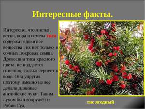 Самі незвичайні і цікаві факти про культурні рослини на нашій планеті