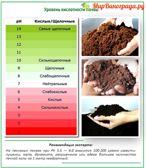 Как определить кислотность почвы  