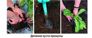 Деление куста примулы