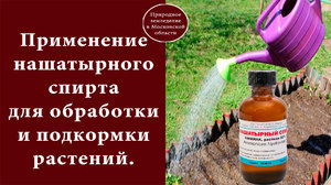 Нашатирний спирт: особливості застосування для саду та городу, обробки рослин