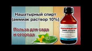 Подкормка овощных и ягодных культур нашатырем