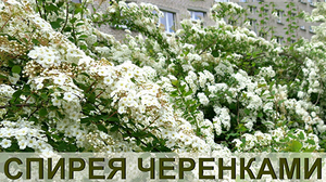 Особливості розмноження спіреї навесні, як правильно розмножити спіреї живцями