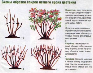 Правильная обрезка спиреи в домашних условиях