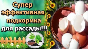 Удобрение яичной скорлупой