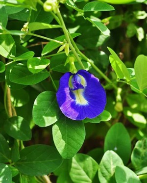 Опис кліторії трійчастої або Clitoria Ternatea, догляд і посадка, а також застосування